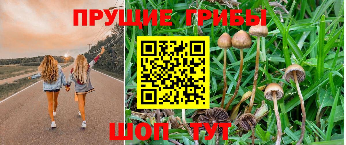 Корсаков  Галлюциногенные грибы Psilocybine cubensis  Вход с VPN 
